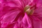 USA, Washington State, Seabeck. Pink peony blossom close-up. Art Print